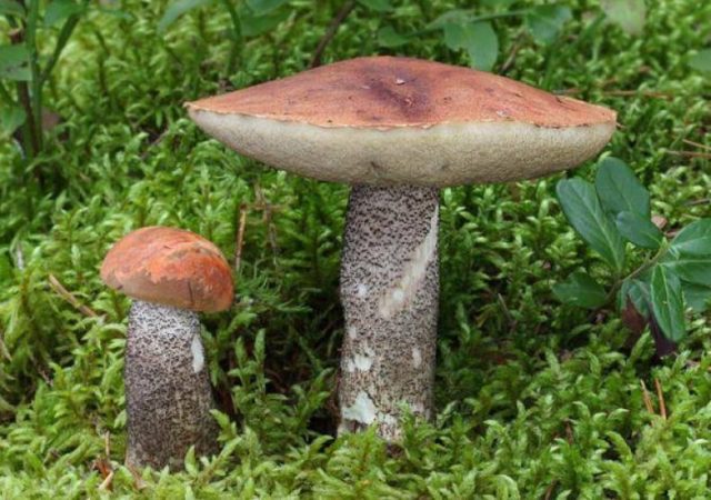 Boletus: photo and description, interesting facts