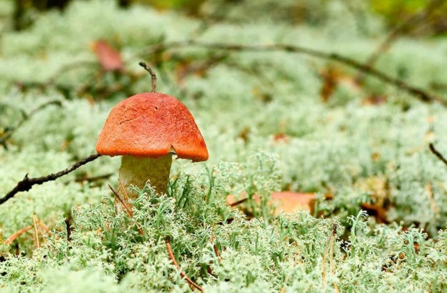 Boletus: photo and description, interesting facts