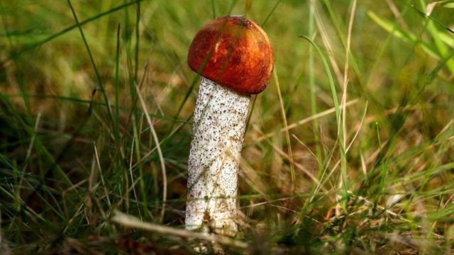 Boletus: photo and description, interesting facts