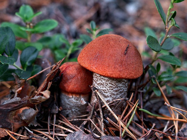 Boletus: photo and description, interesting facts