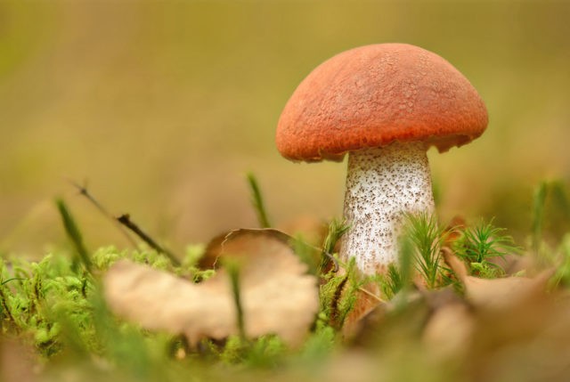 Boletus: photo and description, interesting facts