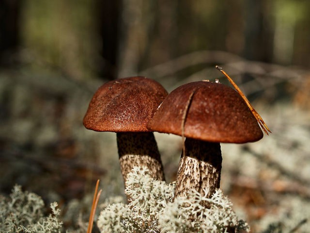 Boletus: photo and description, interesting facts