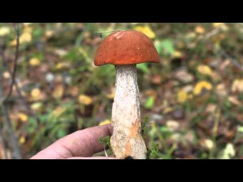 Boletus: photo and description, interesting facts