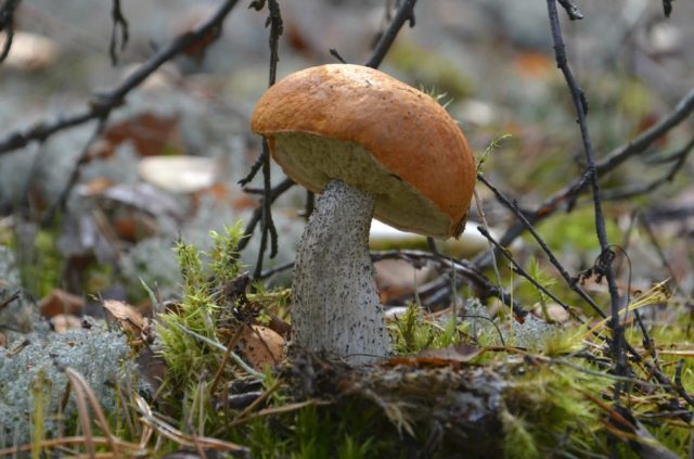 Boletus: photo and description, interesting facts