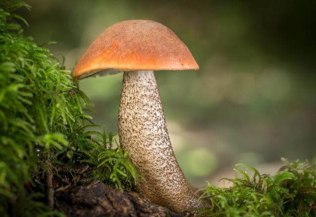 Boletus: photo and description, interesting facts