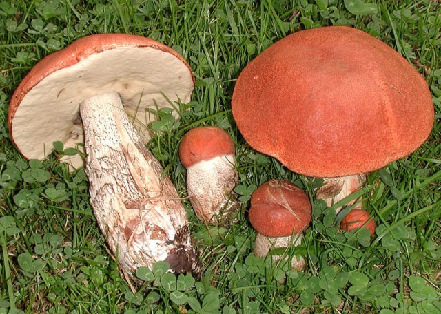 Boletus: photo and description, interesting facts