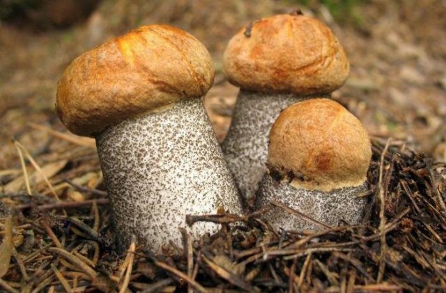 Boletus: photo and description, interesting facts