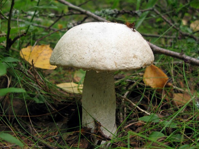 Boletus: photo and description, interesting facts