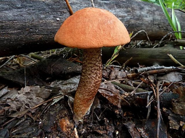 Boletus: photo and description, interesting facts