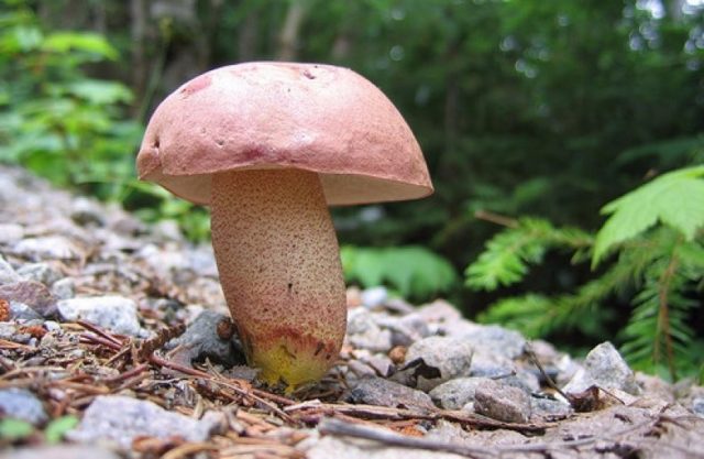 Boletus: photo and description, interesting facts