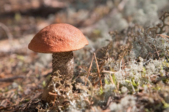 Boletus: photo and description, interesting facts