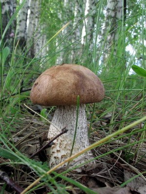 Boletus: photo, description of the mushroom