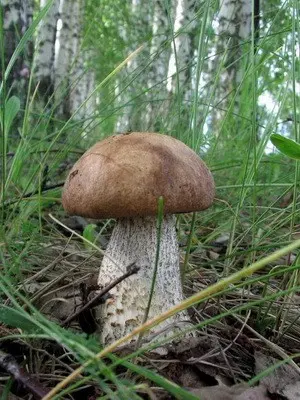 Boletus: photo, description of the mushroom