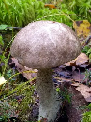 Boletus: photo, description of the mushroom