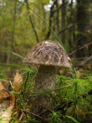 Boletus: photo, description of the mushroom