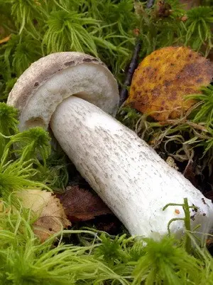 Boletus: photo, description of the mushroom