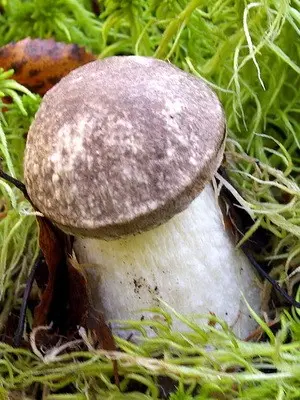 Boletus: photo, description of the mushroom