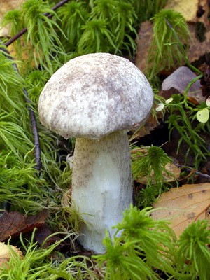 Boletus: photo, description of the mushroom