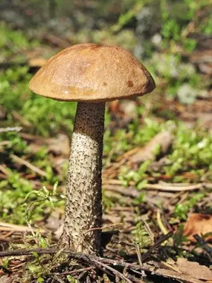 Boletus: photo, description of the mushroom