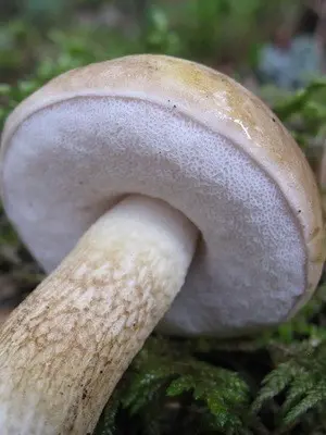 Boletus: photo, description of the mushroom