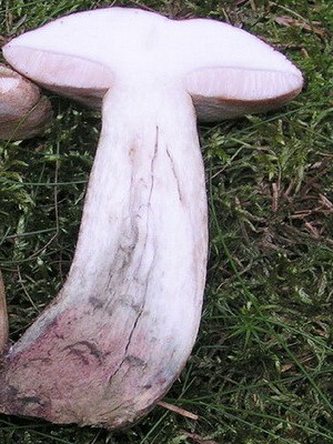 Boletus: photo, description of the mushroom