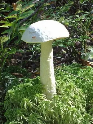 Boletus: photo, description of the mushroom