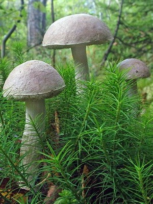 Boletus: photo, description of the mushroom