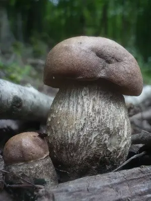 Boletus: photo, description of the mushroom