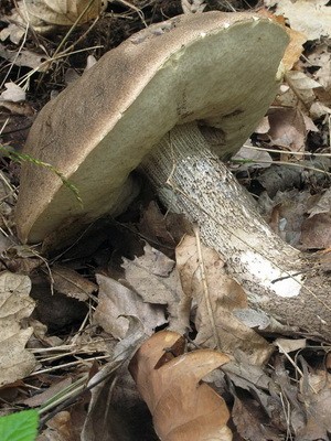 Boletus: photo, description of the mushroom