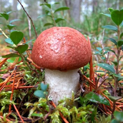 Boletus pine: description and photo