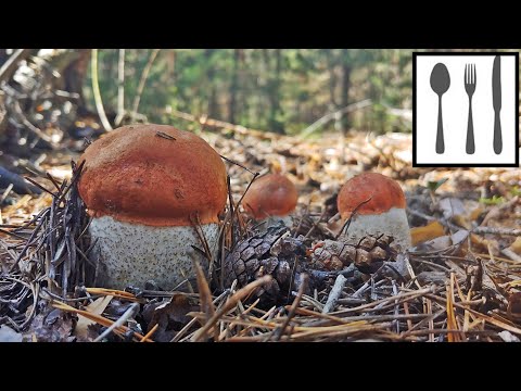 Boletus pine: description and photo