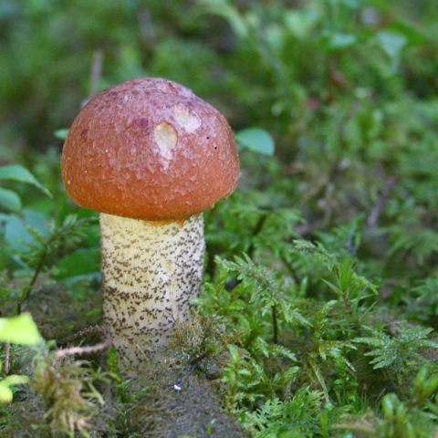 Boletus pine: description and photo