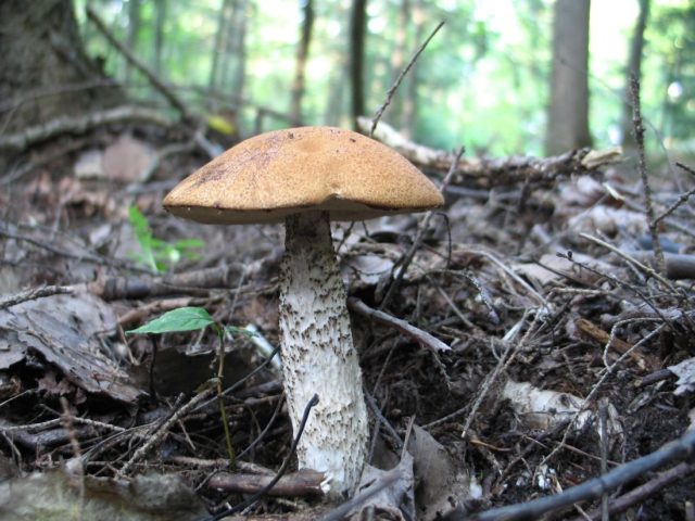 Boletus pine: description and photo