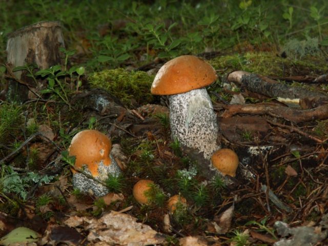 Boletus pine: description and photo