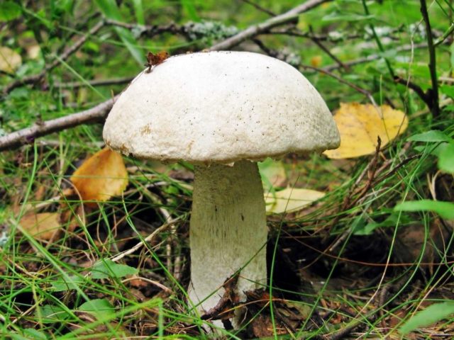 Boletus pine: description and photo