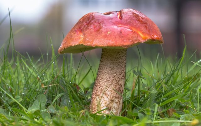 Boletus pine: description and photo