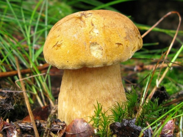 Boletus pine: description and photo