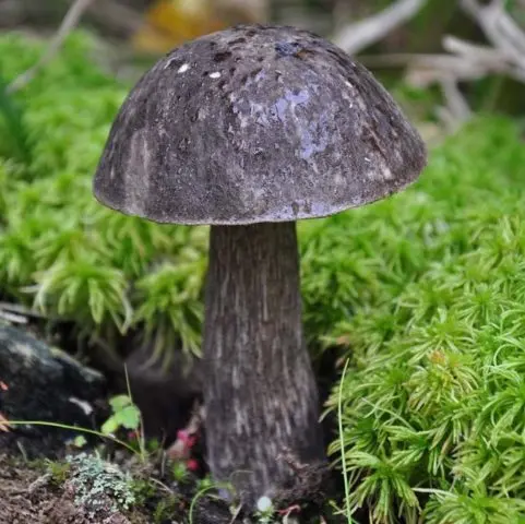 Boletus: what it looks like, where it grows, edible or not