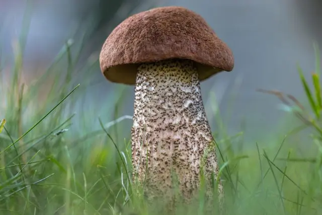 Boletus: what it looks like, where it grows, edible or not