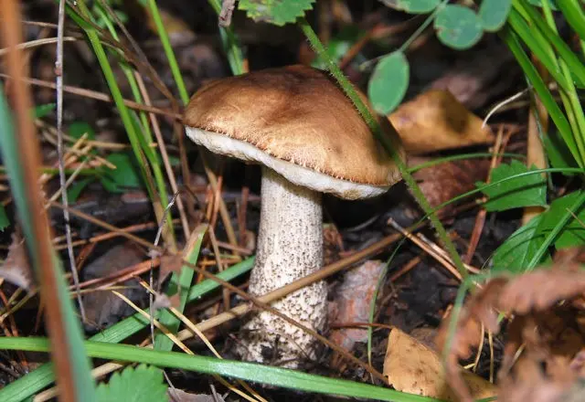 Boletus: what it looks like, where it grows, edible or not