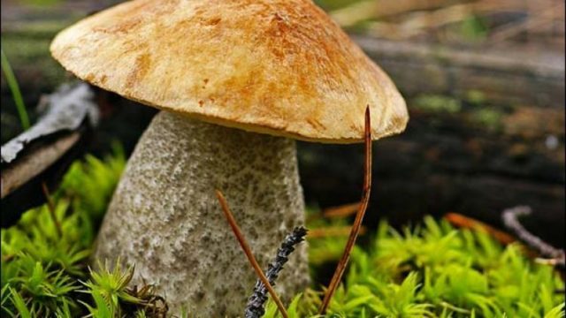 Boletus: what it looks like, where it grows, edible or not