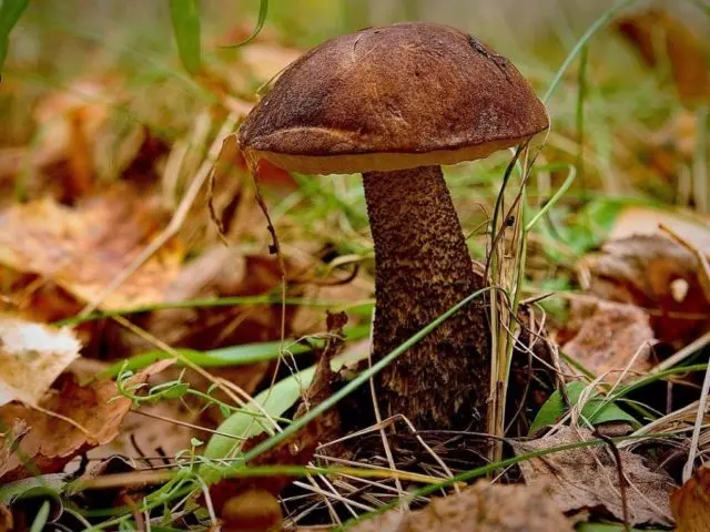 Boletus: what it looks like, where it grows, edible or not