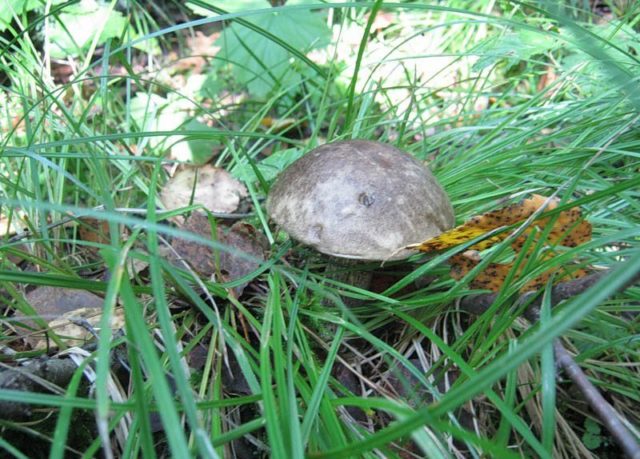 Boletus: what it looks like, where it grows, edible or not