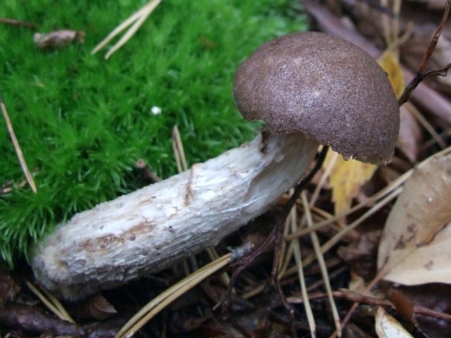 Boletus: what it looks like, where it grows, edible or not