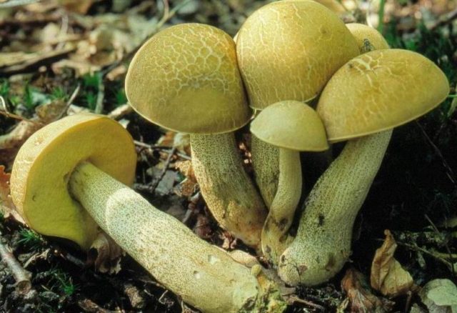 Boletus: what it looks like, where it grows, edible or not