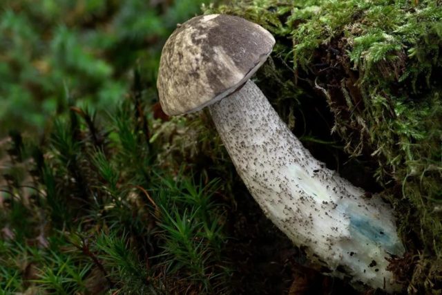 Boletus: what it looks like, where it grows, edible or not