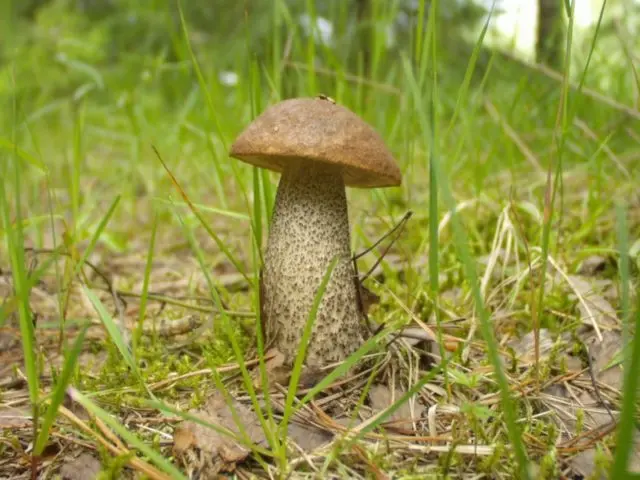 Boletus: what it looks like, where it grows, edible or not