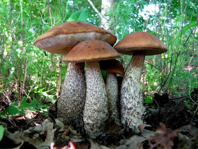 Boletus: what it looks like, where it grows, edible or not