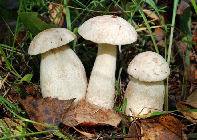 Boletus white: in the Red Book or not, description and photo