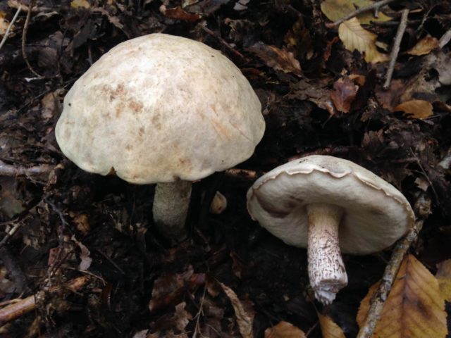 Boletus white: in the Red Book or not, description and photo